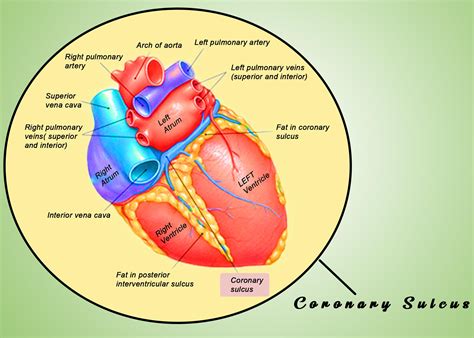 interventricular septum vs sulcus